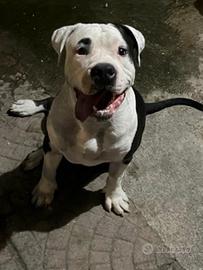 Amstaff per monta pedigree enci