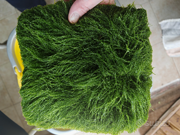 Java moss o muschio di giava