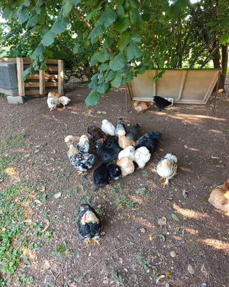 Gallo Concicina nana