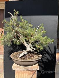 Prebonsai Ginepro Fenicio