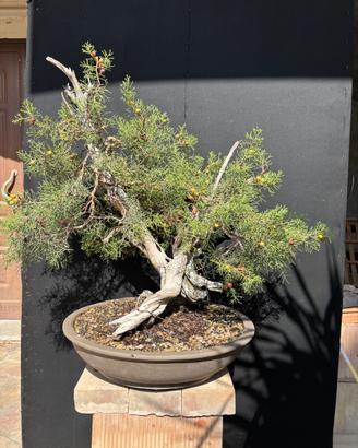 Prebonsai Ginepro Fenicio