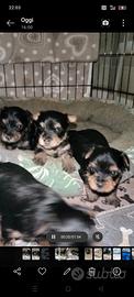 Deliziosi piccoli Yorkshire