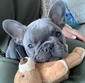 BULLDOG FRANCESE - FRENCH BOULEDOGUE BLU -pag rate