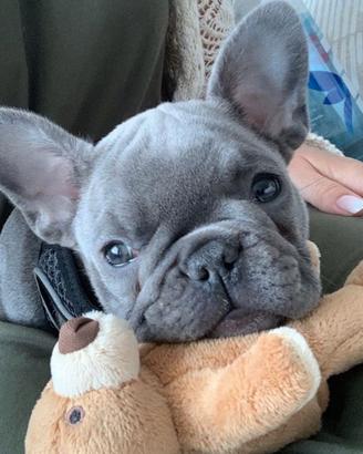 BULLDOG FRANCESE - FRENCH BOULEDOGUE BLU -pag rate