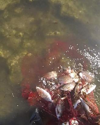 rezzaglio da pesca 