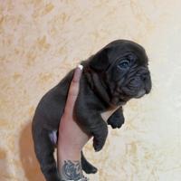 Bulldog francese cuccioli