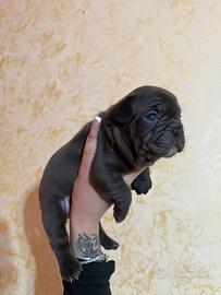 Bulldog francese cuccioli