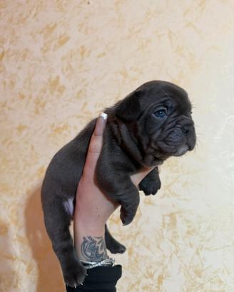Bulldog francese cuccioli
