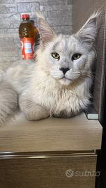 Animali