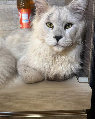 Animali