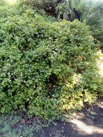 senecio ungulatus