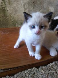 Gattini snowshoes occhi azzurri