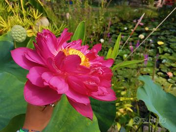 Fior di loto Mo-Hong