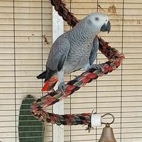 Cenerino femmina di 2025