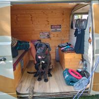 Cane corso disponibile per accoppiamento