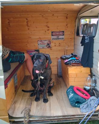 Cane corso disponibile per accoppiamento