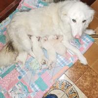 Cuccioli di pastore maremmano