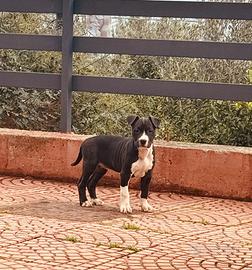 American pitbull terrier