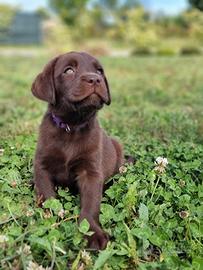 Labrador cuccioli