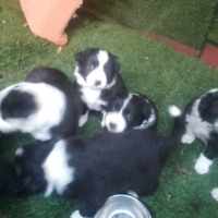 Cuccioli border collie