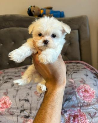 Cuccioli maltese mini toy