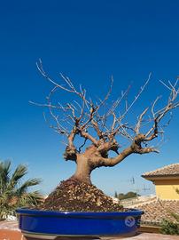 Gelso Rosso Morus Nigra Bonsai