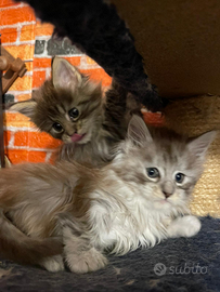 Maine coon cuccioli