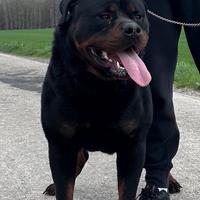 Disponibili cuccioli di rottweiler