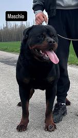 Disponibili cuccioli di rottweiler