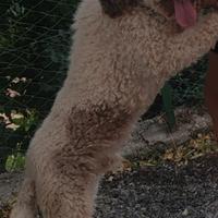 Lagotto per accoppiamento