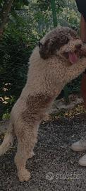 Lagotto per accoppiamento