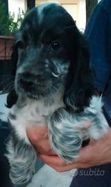 Cocker Spaniel Inglese 