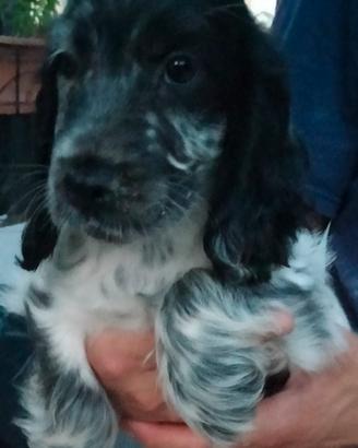 Cocker Spaniel Inglese 