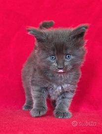 Cucciolo maschio maine coon con pedigree