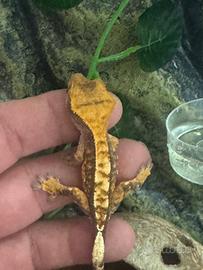 Geco ciliatus