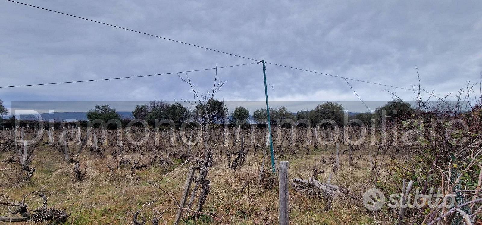 Vigneto in zona DOC a Castiglione di Sicilia - Altro