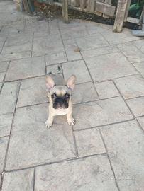 cucciolo buldog francese