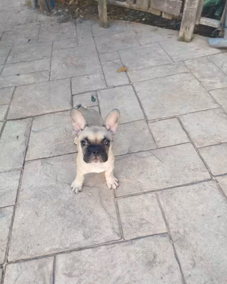 cucciolo buldog francese