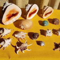 CONCHIGLIE grandi madreperla