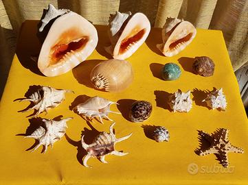 CONCHIGLIE grandi madreperla