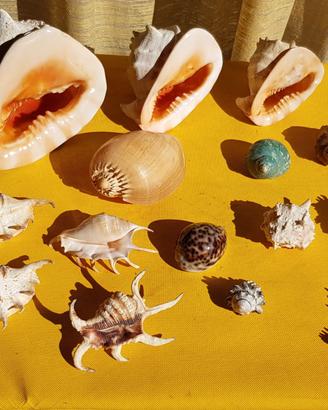 CONCHIGLIE grandi madreperla