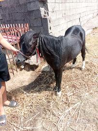 cavallo morello super pony