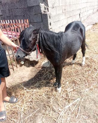 cavallo morello super pony