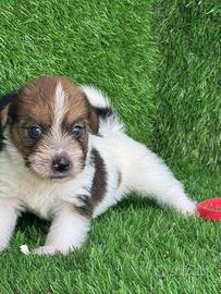 Jack Russell broken