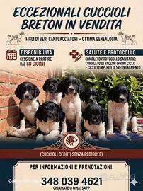 Épagneul breton nero e bianco