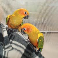 Conuro del sole giovane,allevato a mano e svezzato