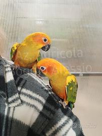 Conuro del sole giovane,allevato a mano e svezzato