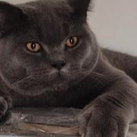 British per accoppiamento