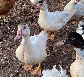 Anatre mute coppia giovani