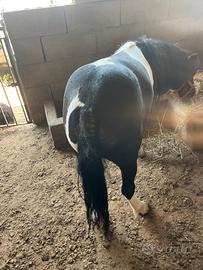 Pony femmina